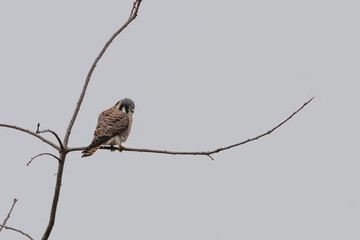 Closeup of an American kestrel perched on a bare tree branch.