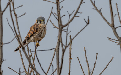 Closeup of an American kestrel perched on a bare tree branch.