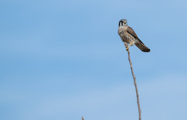 Closeup of an American kestrel perched on a bare tree branch.