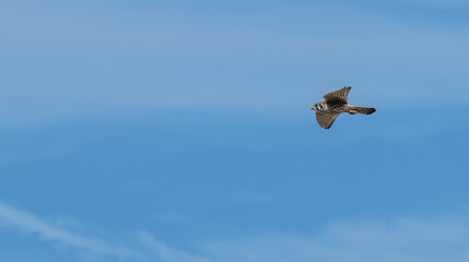 American kestrel flying against a blue sky.