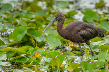 Glossy Ibis 