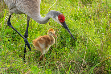Fototapeta premium Sandhill crane parent and child
