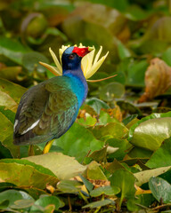 Purple Gallinule