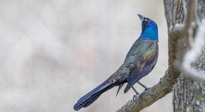 Closeup of a common grackle perched on a tree branch.