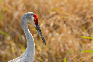 Sandhill crane 