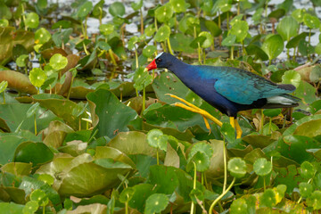 Purple Gallinule