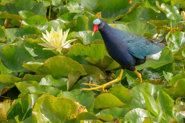 Purple Gallinule
