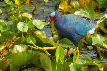 Purple Gallinule