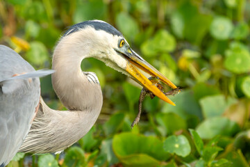 Great Blue Heron with Frog