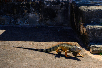 Iguana tropical native lizard of the Caribbean in Old San Juan, Puerto Rico, over the Castillo San Cristóbal Fortress