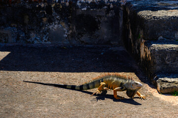 Iguana tropical native lizard of the Caribbean in Old San Juan, Puerto Rico, over the Castillo San...