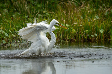 Great Egret taking a bath