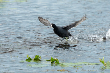 Cott running on water