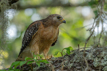 Red Shoulder Hawk Perched on a Tree Branch 