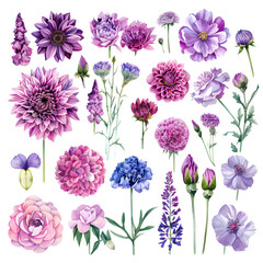 Set flowers on isolated white background, watercolor illustration, bluebell, clematis, rose, lavender and lilac