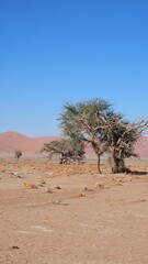 Green trees against the background of sand dunes in Namibia