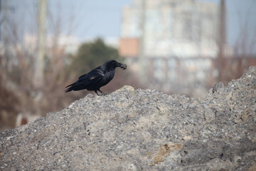 Raven with food in it's mouth standing on a pile of gravel