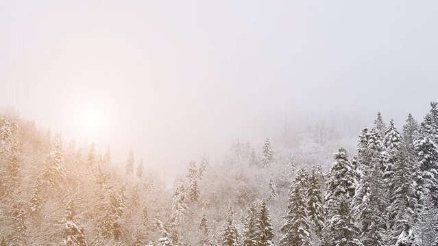 Winter panoramic video background. Fir trees covered with snow on a snowy hill and white cloudy sky. Winter mountains video.