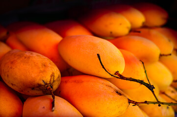 Yellow mangoes on a fruit stand at Nakhon Sawan Province