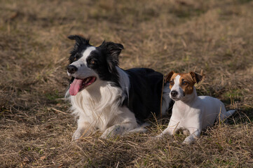 Dog jack russell terrier and border collie lie on yellow autumn grass. 