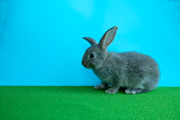 One Little Gray Bunny Standing on Green Grass Field Against Blue Background with copy space