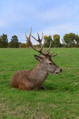 Naklejka na ściany i meble Large male red deer with big antlers resting in a green field. Wollaton Hall public deer park in Nottingham, England.