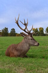 Naklejka na ściany i meble Large male red deer with big antlers resting in a green field. Wollaton Hall public deer park in Nottingham, England.
