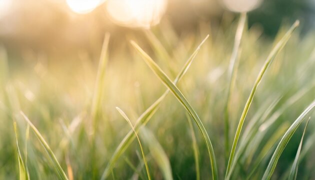beautiful natural background macro image of young juicy green grass in bright summer spring morning sunlight