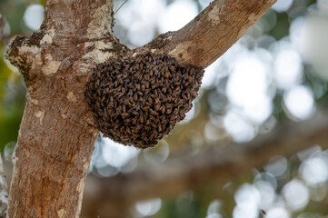 Wild bees are building nests in trees - 766695889