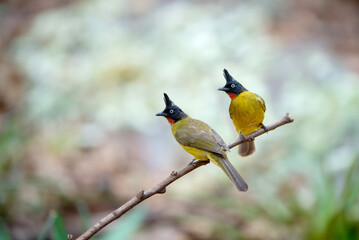 A pair of birds is sitting on a branch, Black-crested Bulbul - 766695893