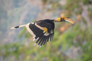 A hornbill is flying with a beautiful scenery in the background