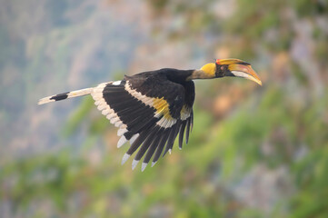 A hornbill is flying with a beautiful scenery in the background - 766696038