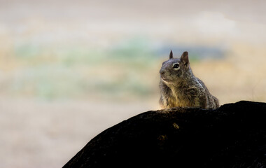 Squirrel Meditating on a Dark Rock, Dramatic Closeup, Staring, Looking at You, Pensive, Fur, Serious, Thoughtful
