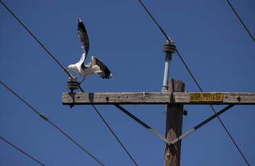 Seagull Landing on a Power Line, Wings Spread, Blue Sky, High Voltage Moment, Danger