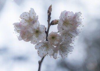comming of spring