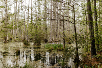Beautiful landscape with cypress trees with Spanish moss, flowering azalea bushes, lilies, aerial roots on a spring day. Beautiful landscape design. Cypress Garden, Charleston, South Carolina, USA