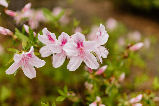 Pink azalea flower close up. Green leaves, flowers close-up on bokeh background. Spring and summer background.