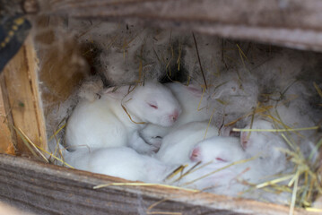 White baby rabbits sleep in the nest. Cute newborn rabbits.