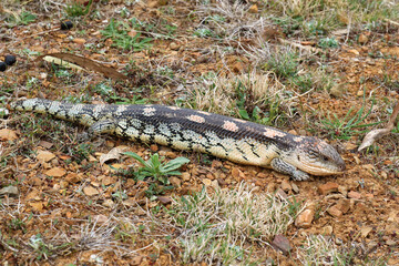 Blue Tongue Lizard NSW Australia