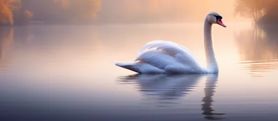  A graceful white swan gracefully glides through the water of a peaceful lake as the sun sets, creating a beautiful atmospheric phenomenon © AkuAku