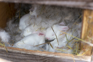 White baby rabbits sleep in the nest. Cute newborn rabbits.