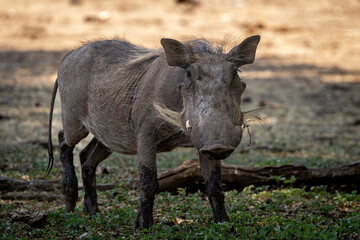 Warthog out on safari in Botswana, Africa