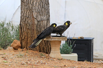 Yellow Tailed Cockatoos in Australian yard in bird bath © Deb