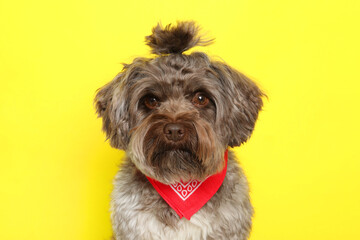 Cute Maltipoo dog on yellow background. Lovely pet