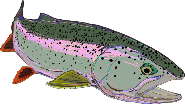 A beautiful full colored rainbow trout fish in action