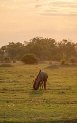 A single wildebeest in the golden evening light in Botswana, Africa