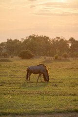 A single wildebeest in the golden evening light in Botswana, Africa