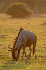 A single wildebeest in the golden evening light in Botswana, Africa