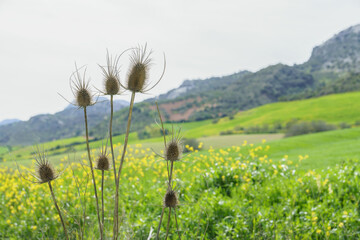 A group of wild teasel plants stands in the foreground with delicate, spiky heads. Behind them, the lush greenery of rolling hills stretches into the distance, complemented by a soft blue sky with wis - obrazy, fototapety, plakaty