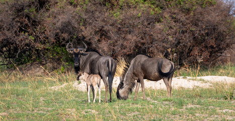 Wildebeest and calves in Botswana, Africa